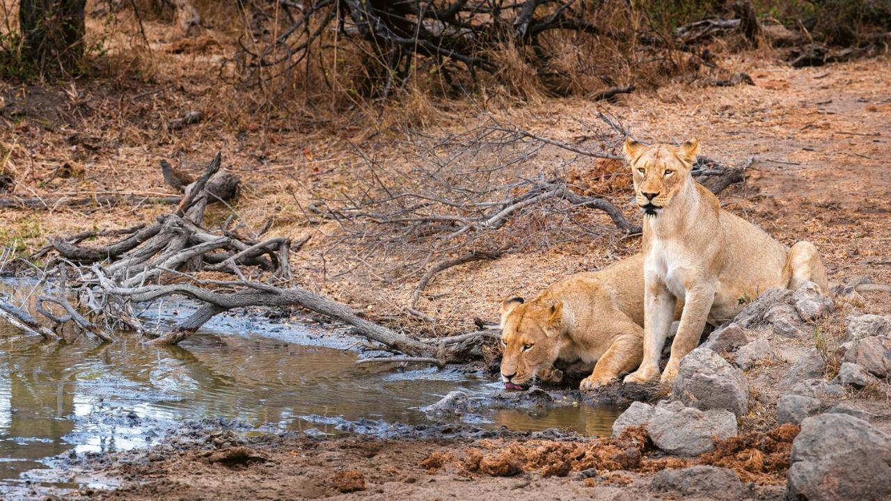 Geiger'S Camp In Timbavati Game Reserve By Newmark Exteriör bild