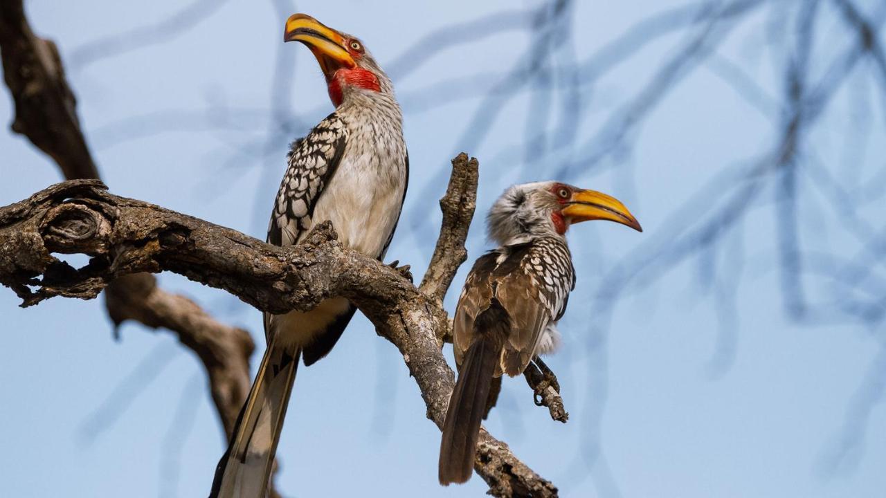 Geiger'S Camp In Timbavati Game Reserve By Newmark Exteriör bild