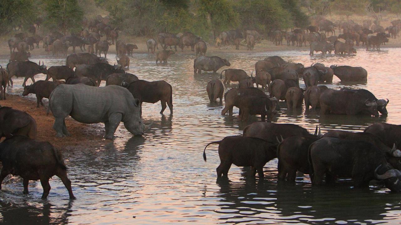 Geiger'S Camp In Timbavati Game Reserve By Newmark Exteriör bild